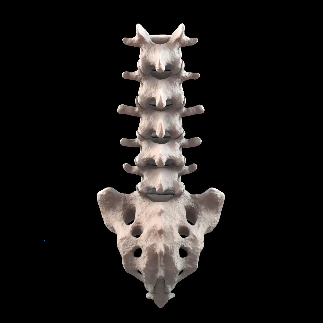 Imagen-Sacro-y-lumbares-jfisio.es